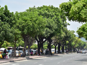 Guayaquil actualizará su registro forestal y proyecta 312 kilómetros de corredores verdes