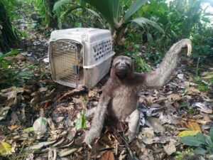 Gobierno del Presidente Noboa refuerza controles contra el tráfico de vida silvestre y la movilización ilegal de madera en Ecuador