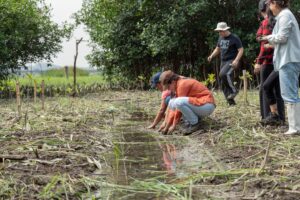Samborondón lidera la restauración ambiental con la siembra  de más de 24.000 mangles y nuevas áreas de conservación