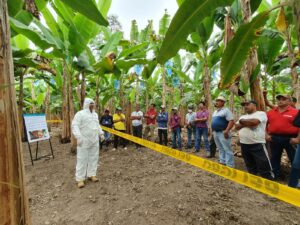 Agrocalidad y FAO reforzarán capacidades técnicas para enfrentar Foc R4T y Xylella fastidiosa en Ecuador