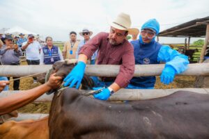 Campaña de Prefectura del Guayas contra la Brucelosis Bovina, fortalece al sector ganadero: En solo 20 días, más de 3.200 terneras ya fueron vacunadas